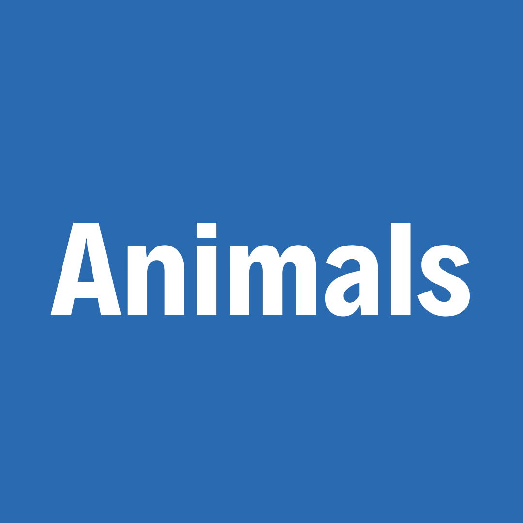 Pets & Animals